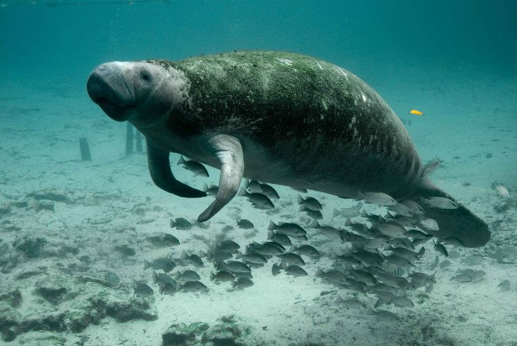 Swim With Manatees In Crystal River Florida