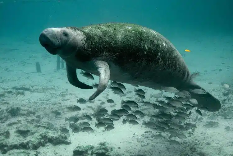 Zwemmen Met Zeekoeien In Crystal River Florida