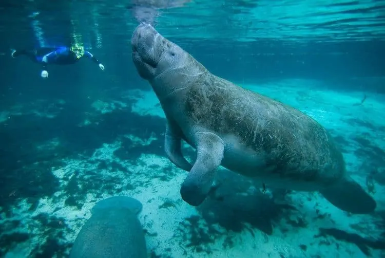 Swim With Manatees In Crystal River Florida