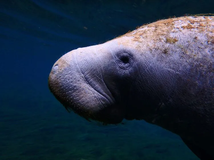 Swim With Manatees In Crystal River Florida
