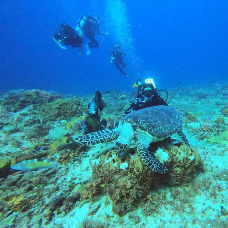 PlongéE Sous-Marine à Cozumel