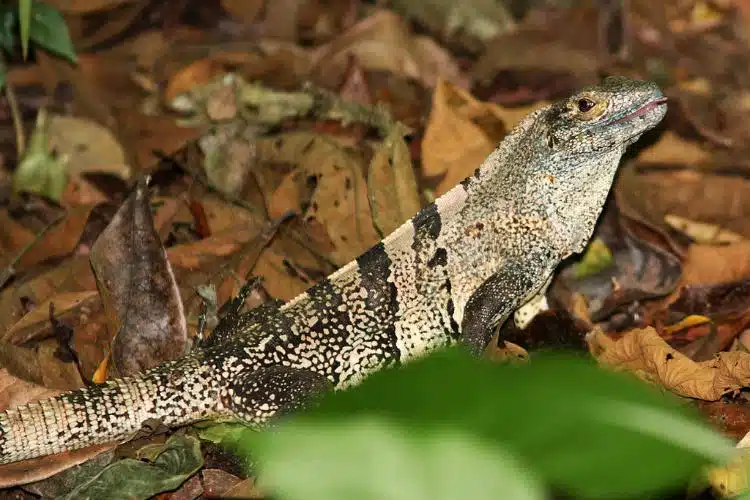 Lista Definitiva De Las Mejores Cosas Que Hacer En Jaco Costa Rica 4 Spiny Tailed Black Iguana Carara Jaco Costa Rica