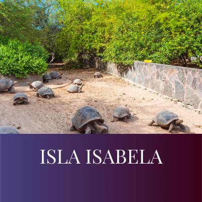 ISLA ISABELA GALAPAGOS ISLANDS
