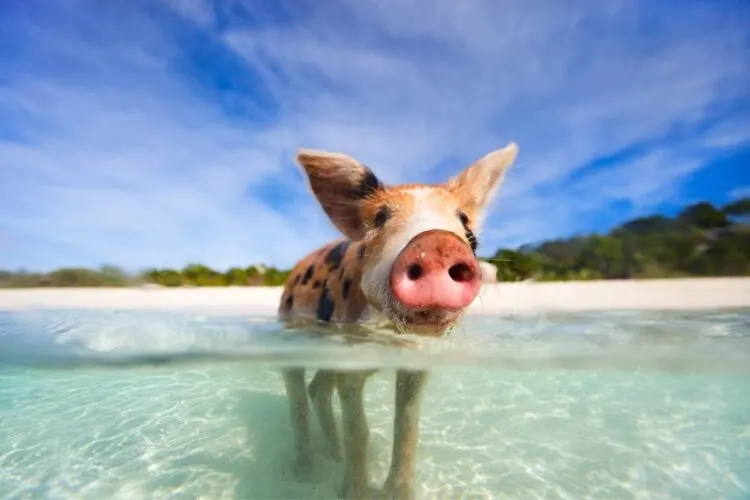 Pig Beach Bahamas