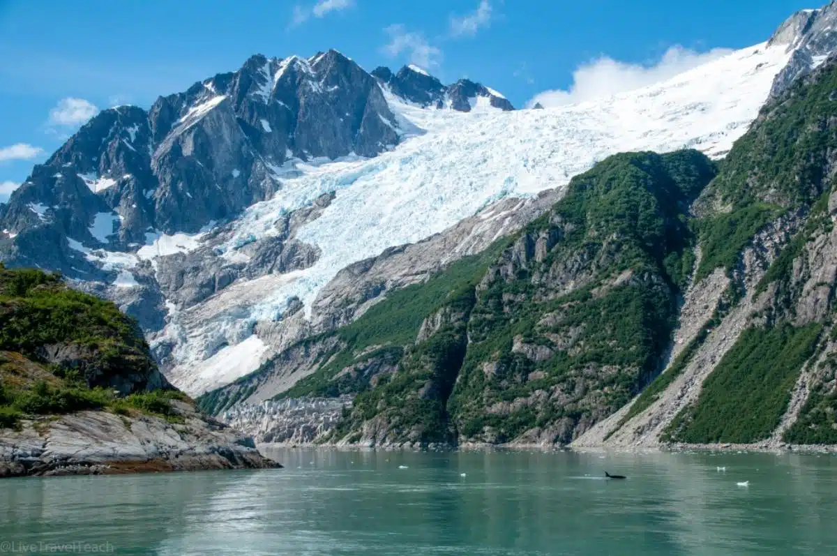 Kenai Fjords Glacier Orca