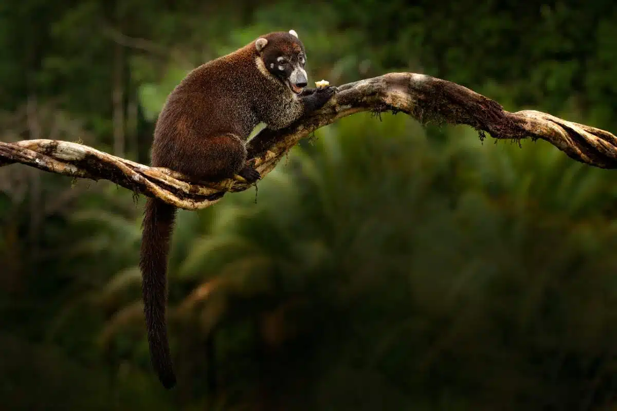 Comment Se Rendre De Tamarindo à Manuel Antonio, Costa Rica.