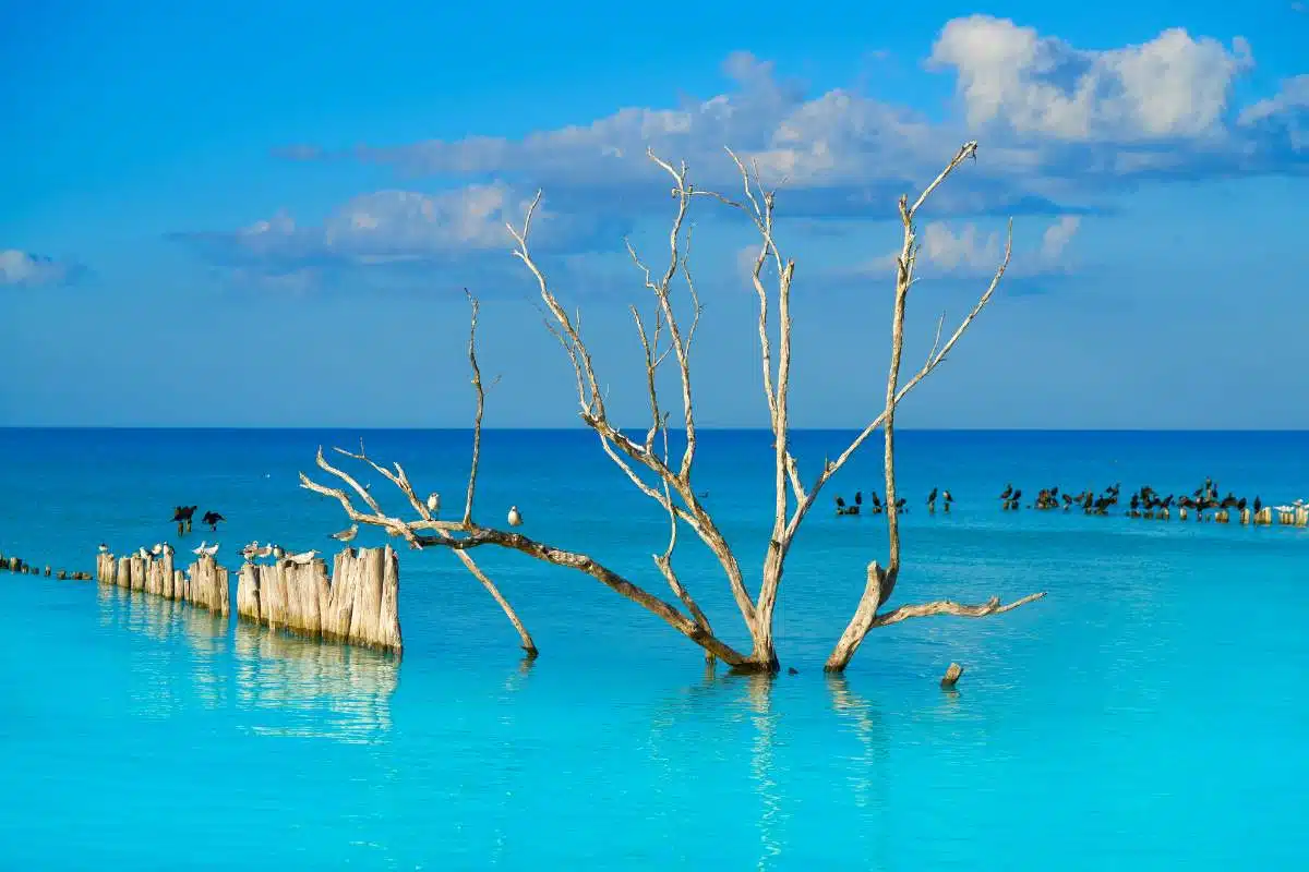 Onde Está Localizada A Isla Holbox