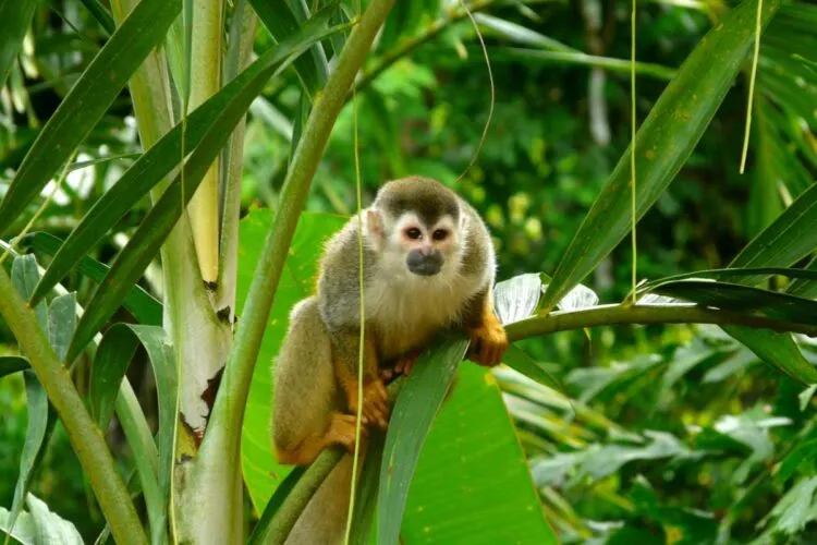 CóMo-Ir-De-San-Jose-A-Manuel-Antonio2