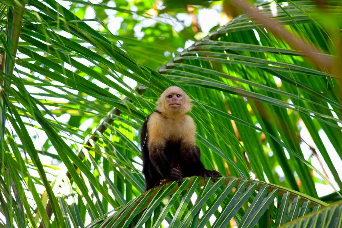 Come Andare Da-Tamarindo A-Manuel-Antonio-Costa-Rica