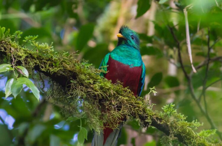 Hoe Kom Je Van Tamarindo Naar Monteverde, Costa Rica?