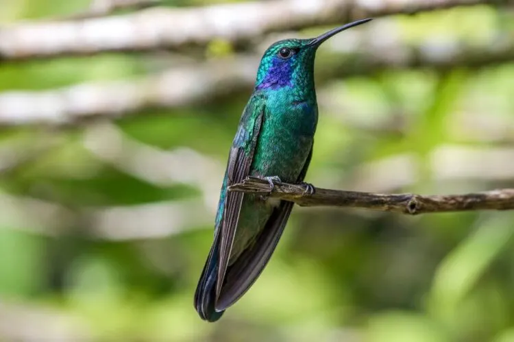 How To Get From Tamarindo To Monteverde, Costa Rica