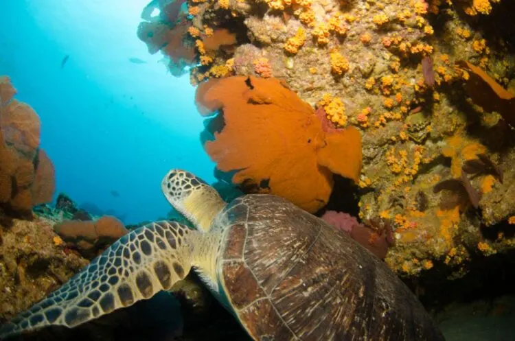 Vliegveld CancúN Naar Cozumel