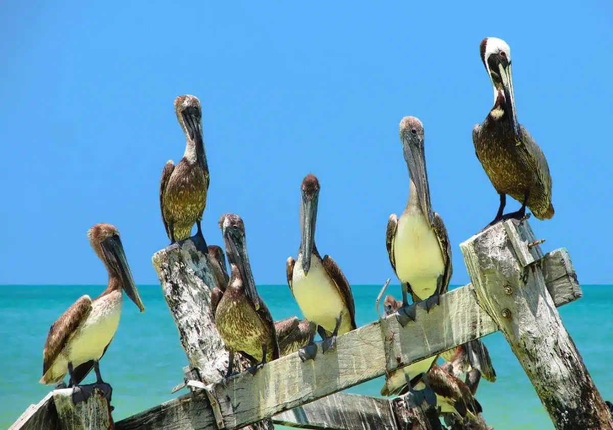 Hoe Kom Je Van Het Vliegveld Van CancúN Naar Holbox4?