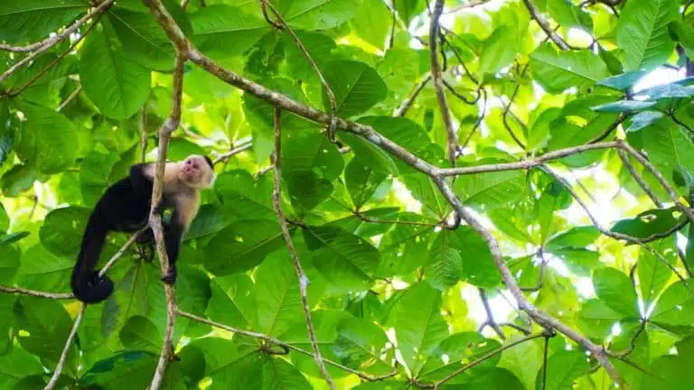 3 Best Ways To Get From Bocas Del Toro, Panama To Cahuita, Costa Rica