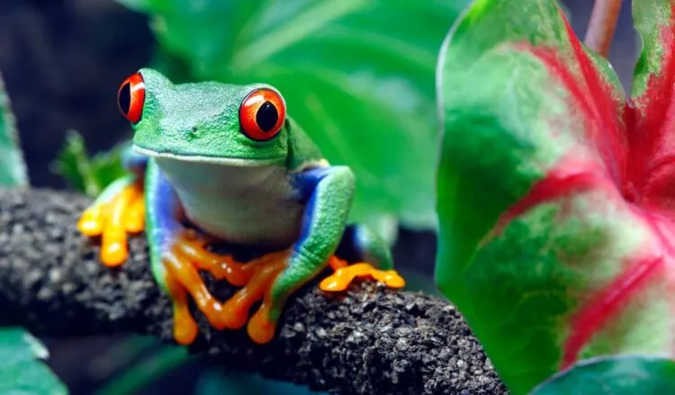 viaggio in costa rica