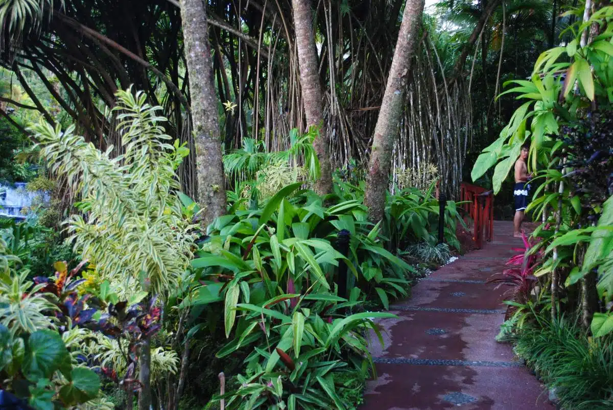 Tabacon Hot Springs Costa Rica