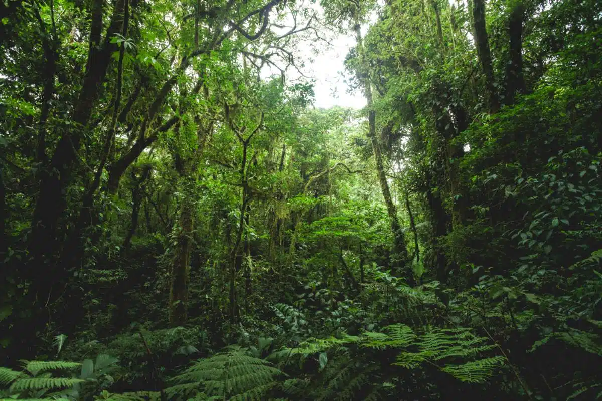Caminhada VulcâNica La Fortuna