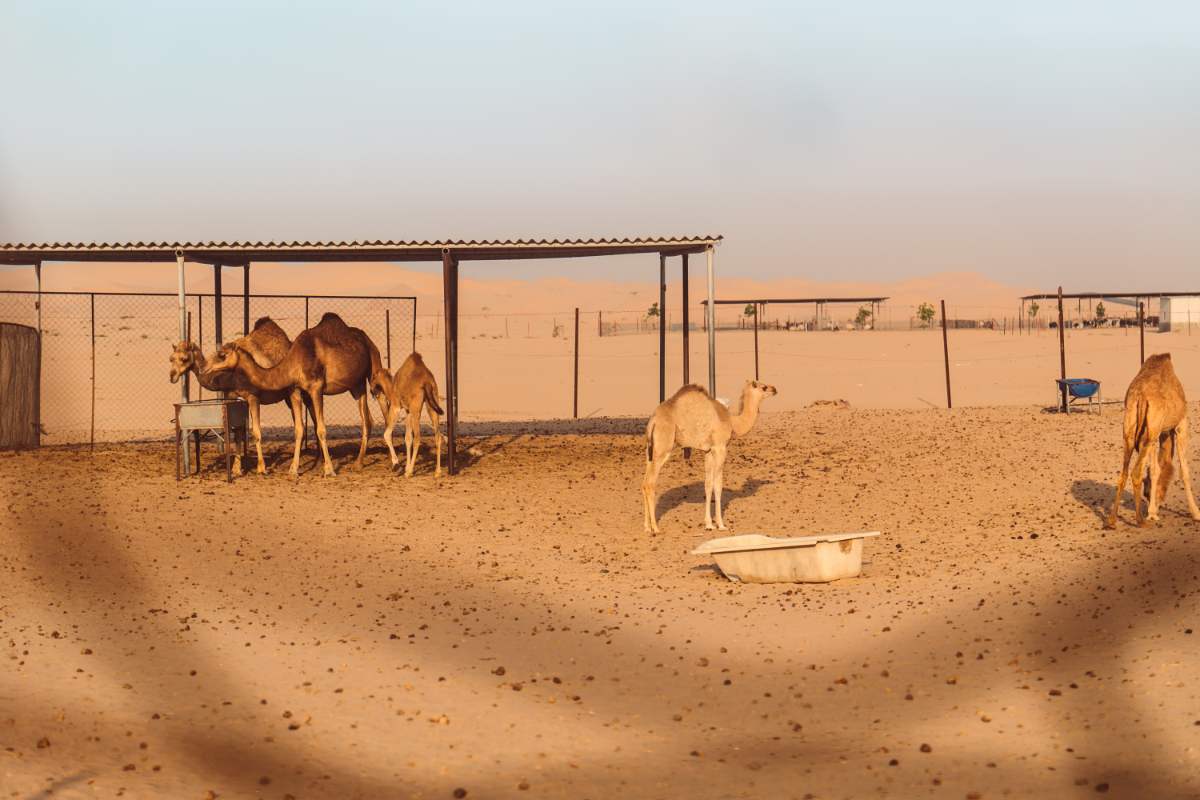 Dagtocht Naar De Duinen Van Abu Dhabi4