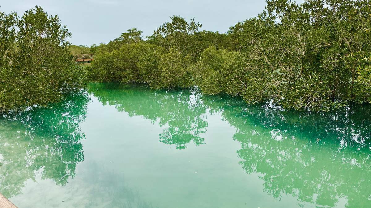 Mangrove Nationaal Park Abu Dhabi