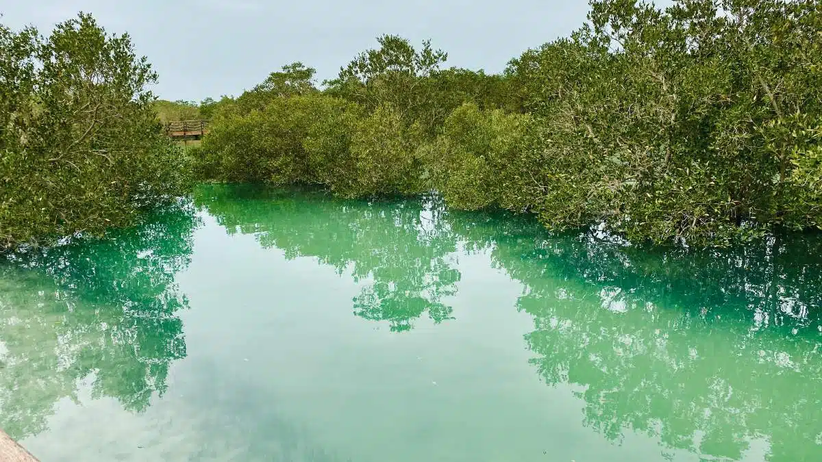 Mangrove National Park Abu Dhabi