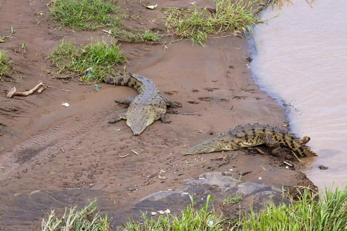 Crocodile Bridge Costa Rica