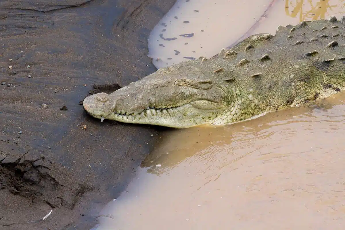 Costa Rica Crocodile Bridge