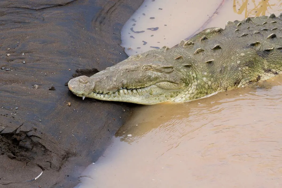 Costa Rica Ponte De Crocodilo