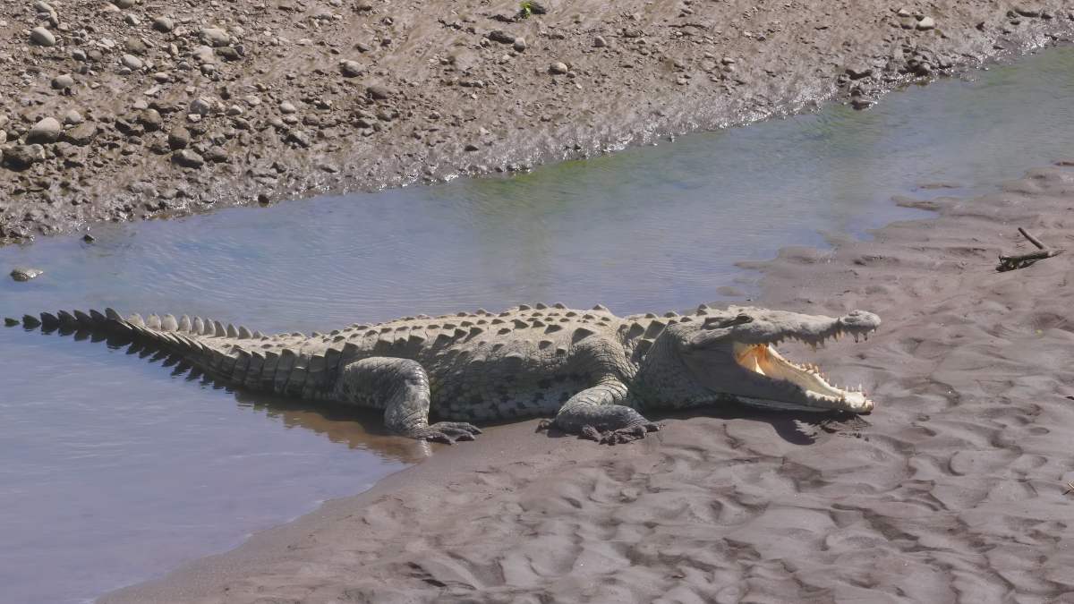 Crocodilo Da Costa Rica