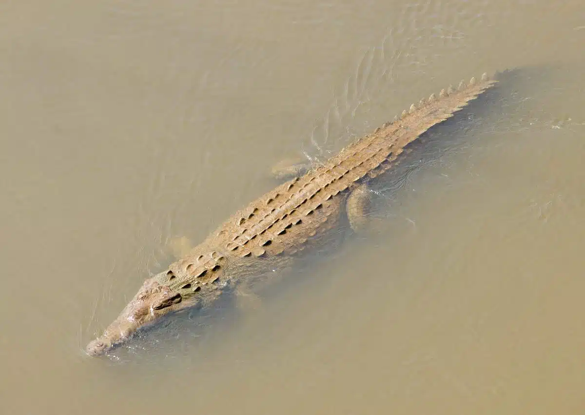 Tarcoles Bridge